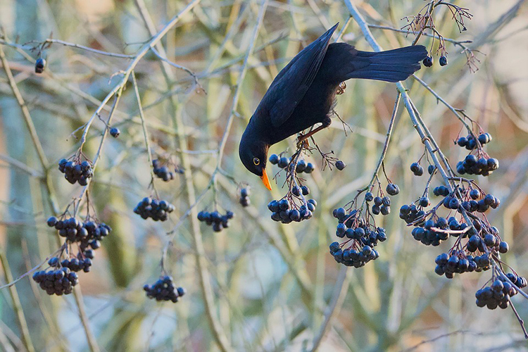 Temnoplodec černoplodý (Aronia melanocarpa), též arónie či černá jeřabina