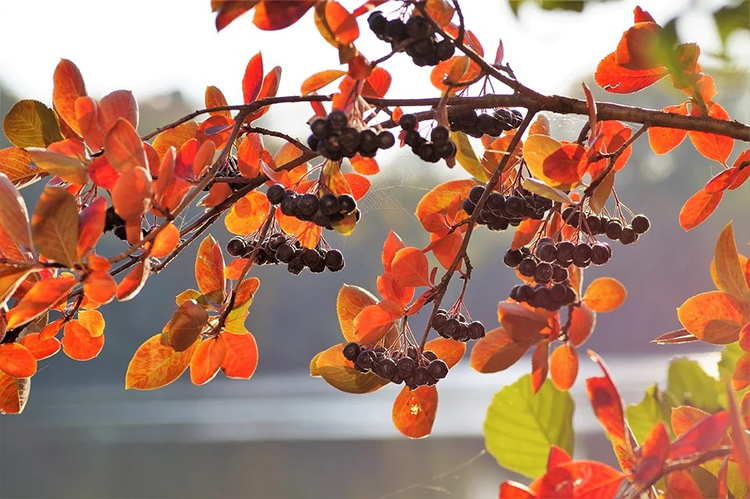 Temnoplodec černoplodý (Aronia melanocarpa), též arónie či černá jeřabina