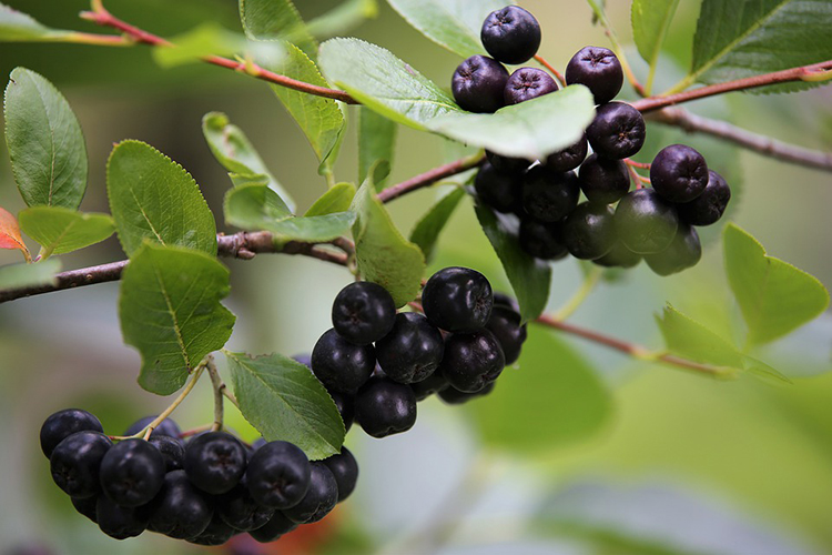 Temnoplodec černoplodý (Aronia melanocarpa), též arónie či černá jeřabina