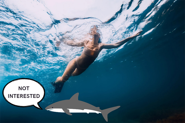 Plavání během menstruace a žraloci