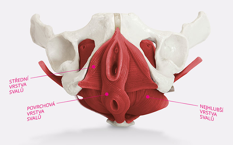 Svaly pánevního dna