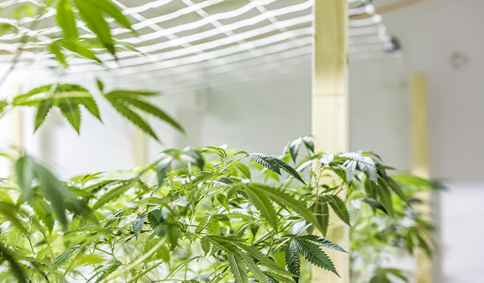 Cannabidiol byl dlouhou dobu neprávem ve stínu THC.