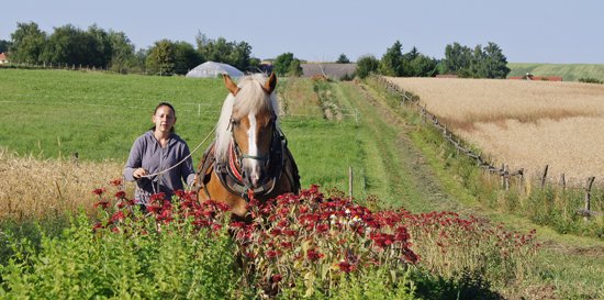Na farmě Wegwartehof jsou v duchu biodynamického zemědělství chováni také koně.