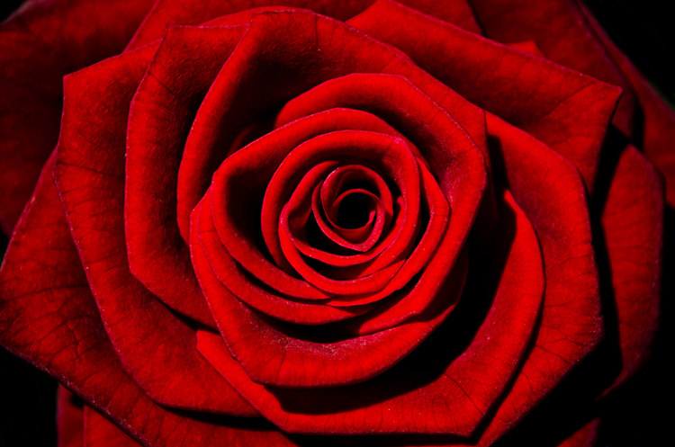 Psyché milovala Erose, ten jednou když s ní byl, nalil její krev na zem a z této krve pak vyrostla první rostlina: růže.