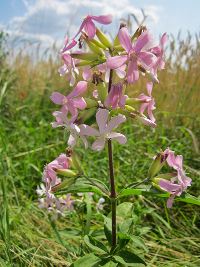 Mydlice lékařská (Saponaria officinalis)