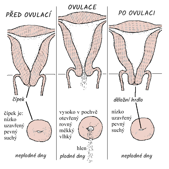 Změny děložního čípku během cyklu.