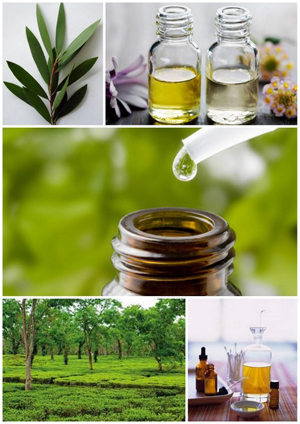 Tea tree olej (olej čajovníku australského) je nejužívanější přírodní antiseptikum.