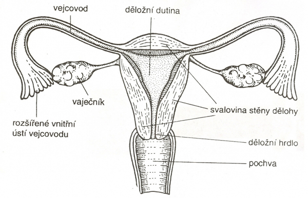 Ženské pohlavní orgány