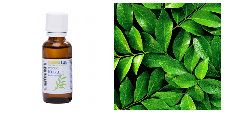 Čistý Tea Tree olej je nejsilnější přírodní antiseptikum.