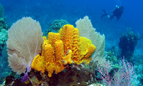 Mořské houby se sbírají v oblastech teplých moří Karibiku.