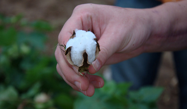 Bio bavlna se ve většině případů sklízí ručně a bez použití chemikálií.