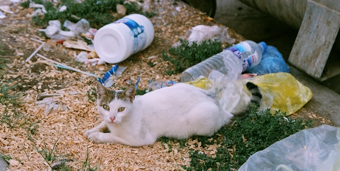 příroda zaplavena odpadky